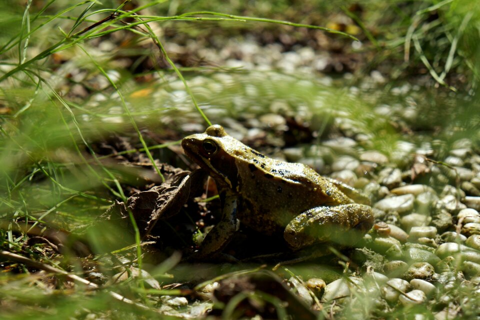 Frog garden plants