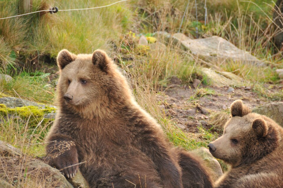 Bear zoo autumn