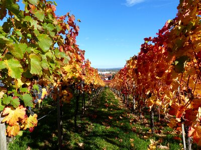Vines landscape autumn