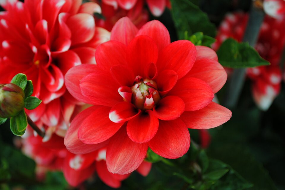 Flower red Free photos