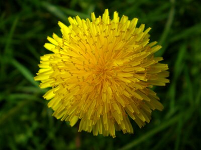 Yellow flower flower plant