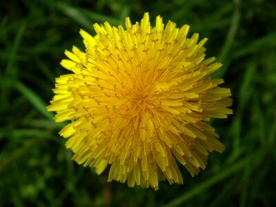 Yellow flower flower plant photo