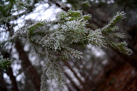 Fir needles cold