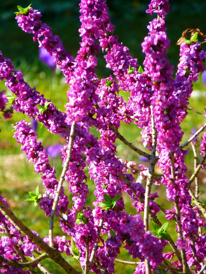 Plant blossom bloom