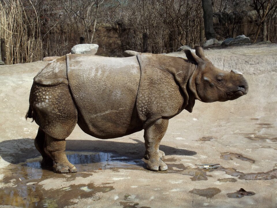 Animal africa wildlife