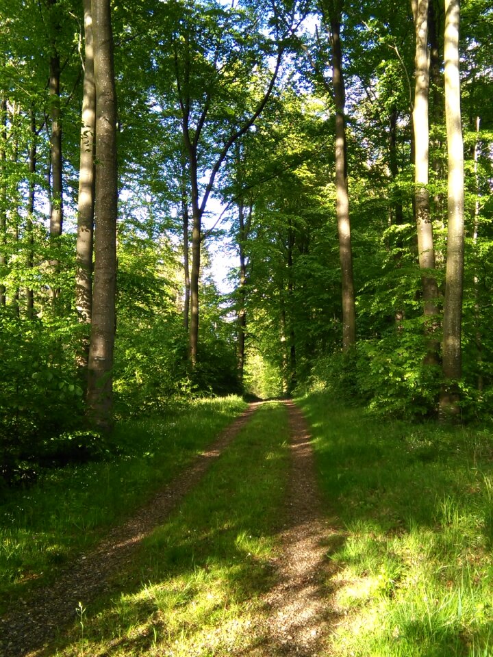 Fir trees idyll mood