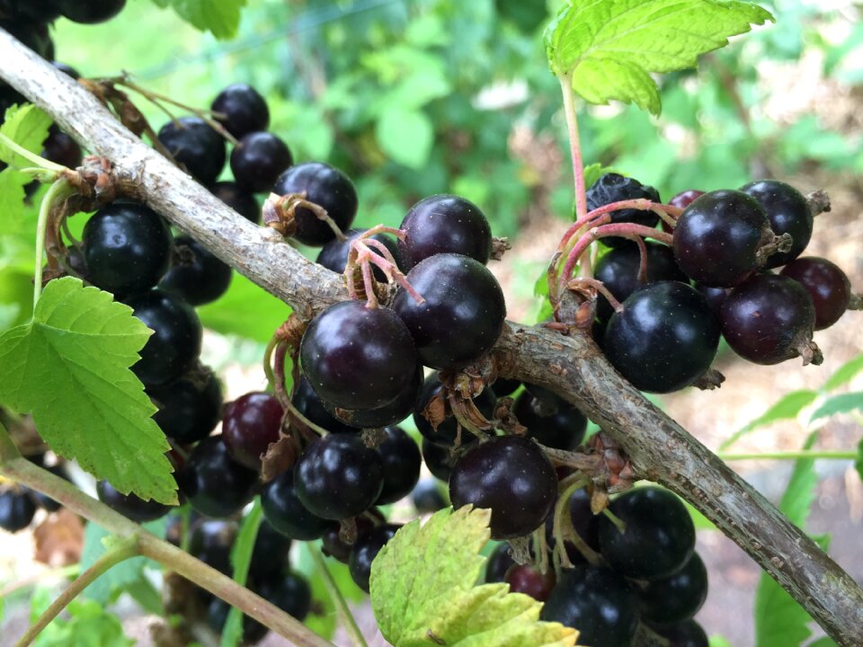 Health garden fruit