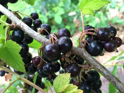 Health garden fruit