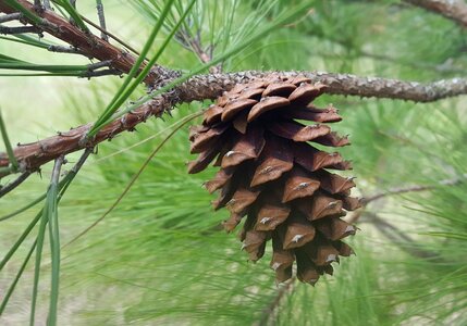 Cone pine tree photo