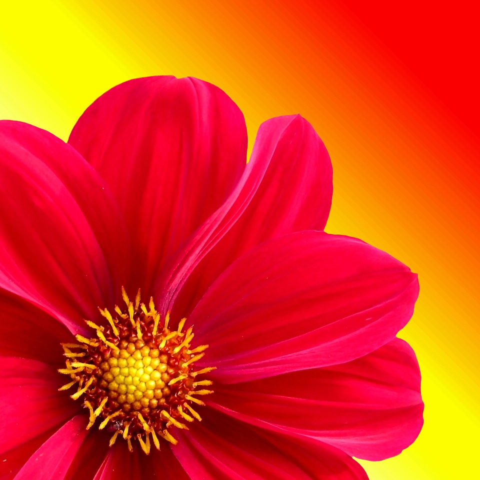 Dahlia garden nature blossom