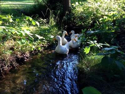 White food ducks swimming