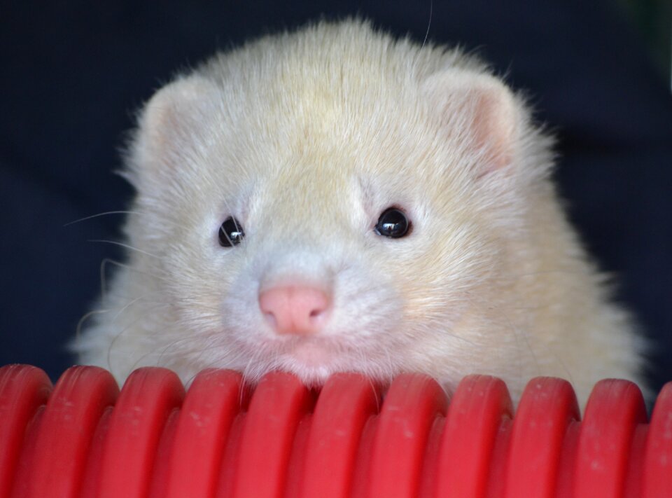 Hurolates pets ferrets