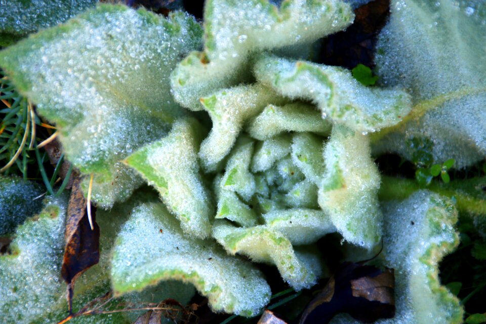 Cold frost nature