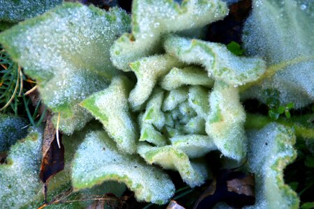 Cold frost nature photo