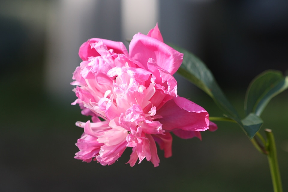 Blossom bloom petal