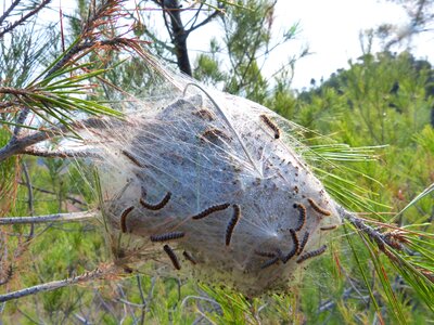 Caterpillars cocoon nest