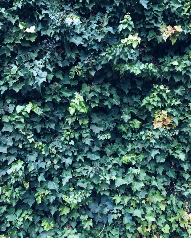 Cluster leaf
