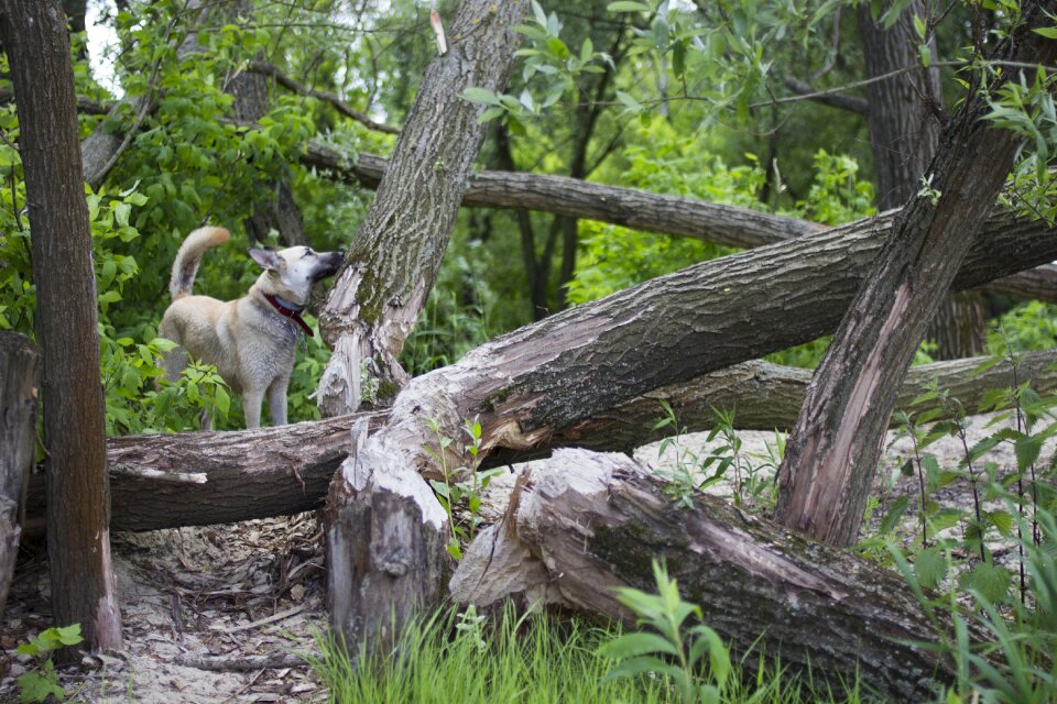 Animal tree fallen tree