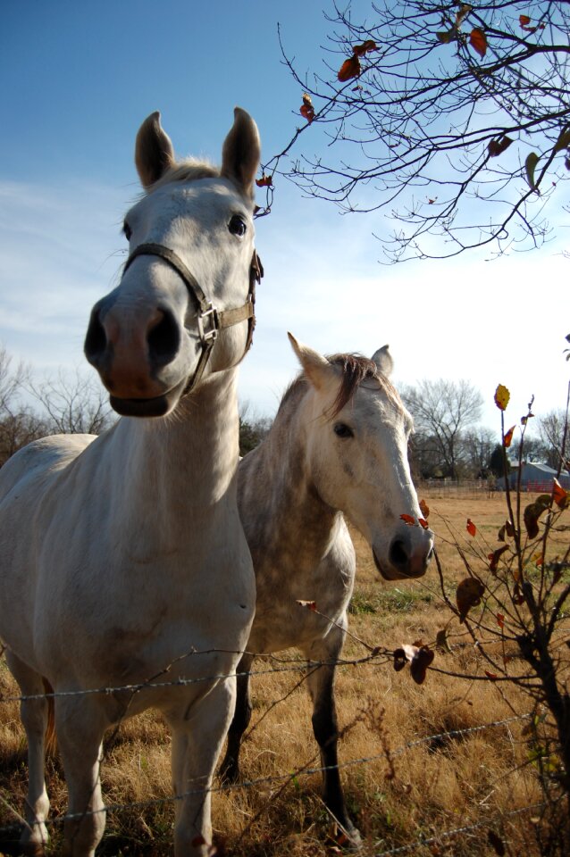 White animals
