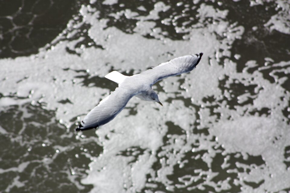 Fly water sea