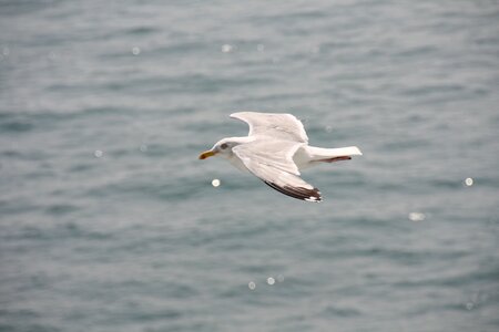 Bird port england