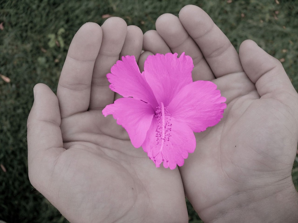 Nature macro pink