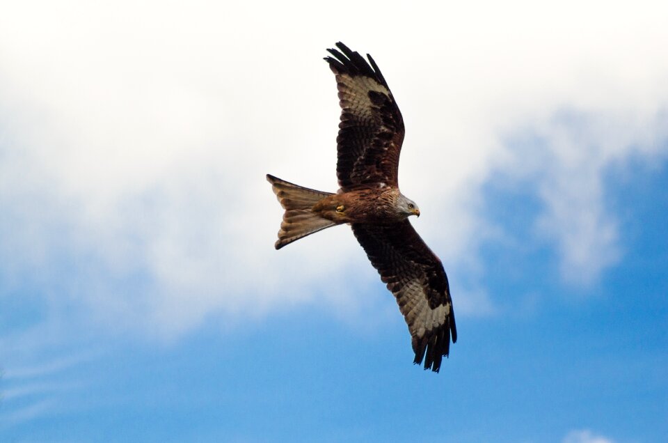 Flying wild bird birds