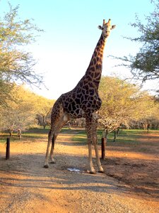 Animal mammal nature