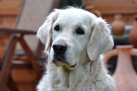 Golden retriever head animal portrait from the dyke kuhle photo