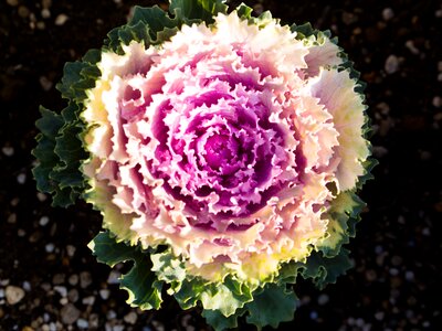 Purple vegetables salad