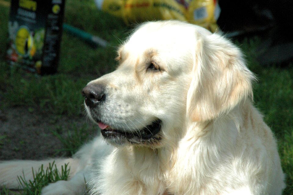 Dogs ttierportrait golden retriever head