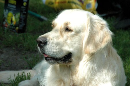 Dogs ttierportrait golden retriever head photo