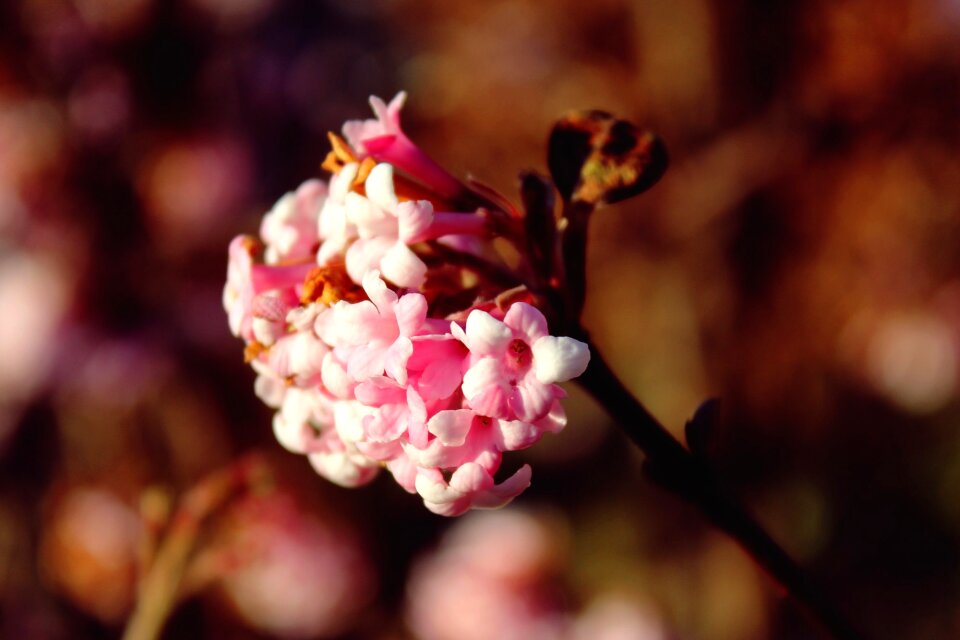 Pink flower flower plant