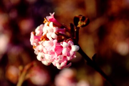 Pink flower flower plant