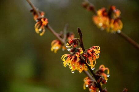 Raindrops shrub ornamental shrub inflorescences photo