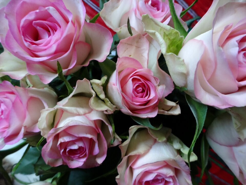 Pink white flower