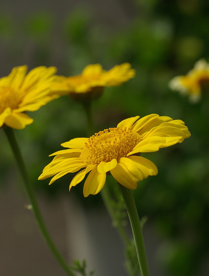 Glebionis coronaria composites asteraceae