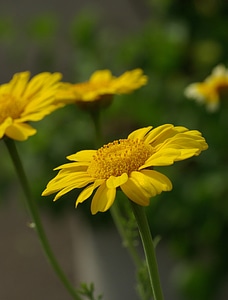 Glebionis coronaria composites asteraceae photo