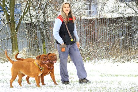 Dogue white mastiff