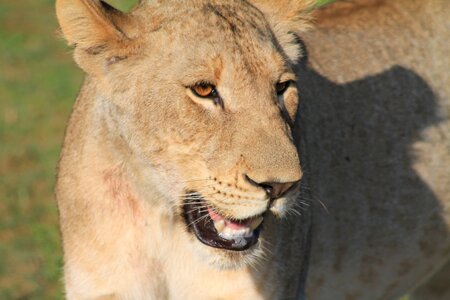 Wildlife lioness photo