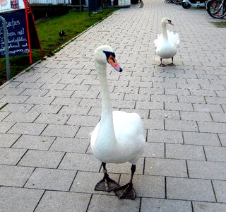 Birds sea birds hunger