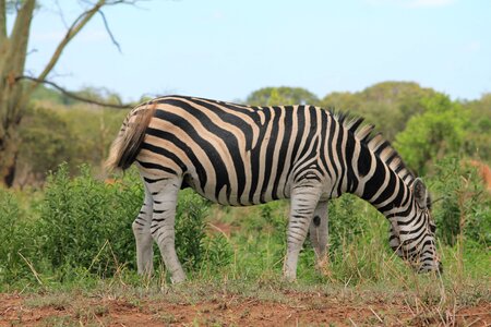 Africa wildlife