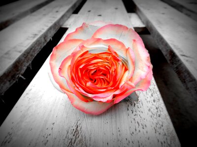 Bloom pink black and white