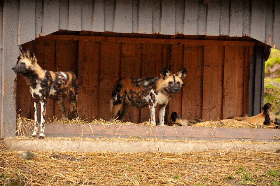 Wild dogs animals zoo