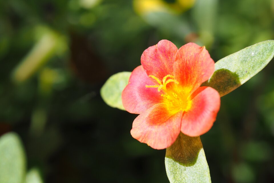 Close bright nature