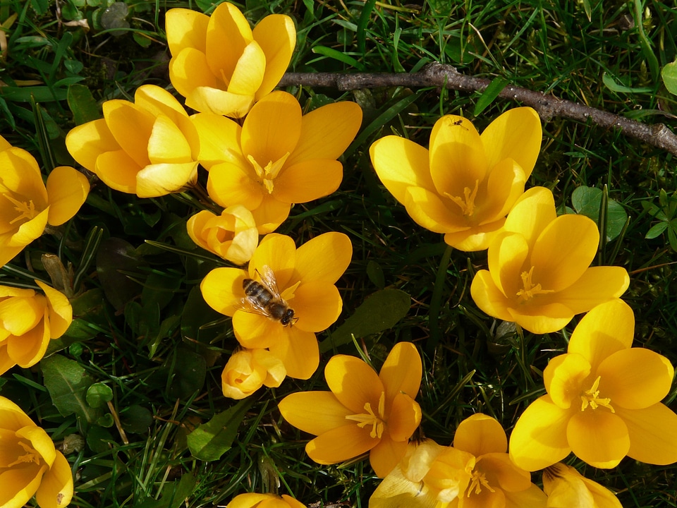 Close up macro flowers