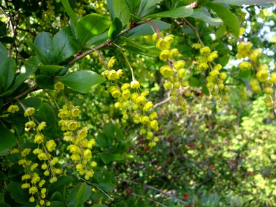 Bush berberitzengewächs shrub photo