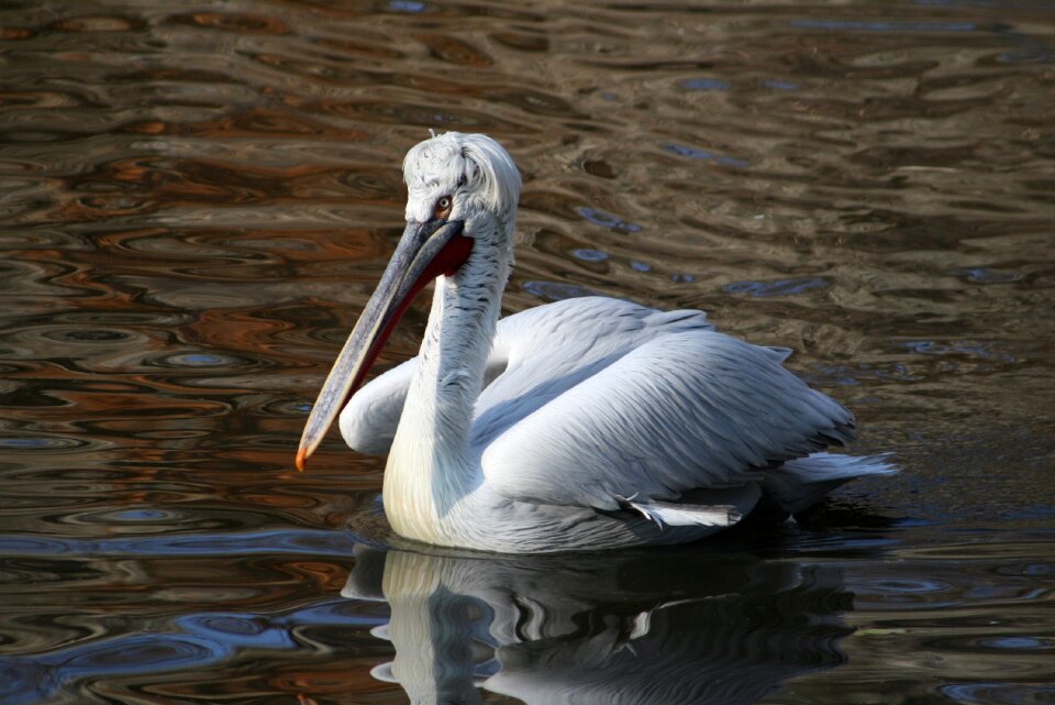 Dalmatian pelican birds lake
