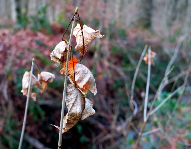 Red brown nature