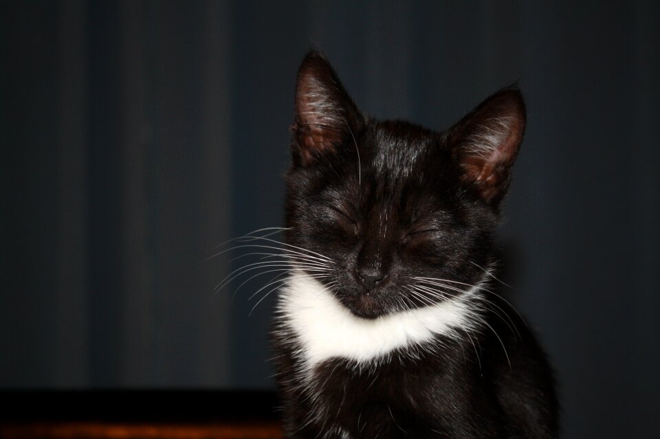 Animal pet kitty